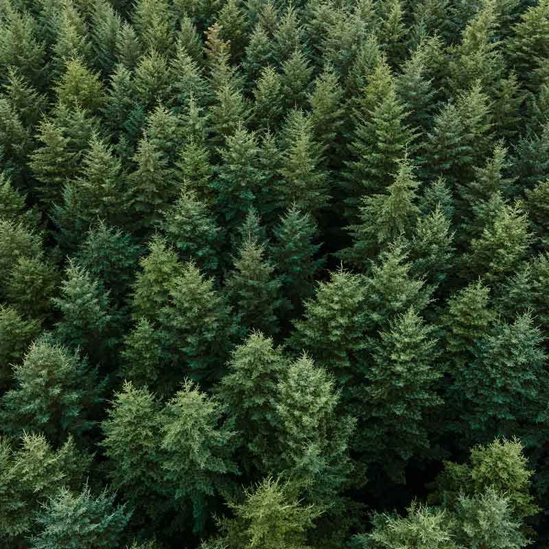 Gevers Leuven Hout | Holzvermittler in europäischem Nadelholz und Eiche