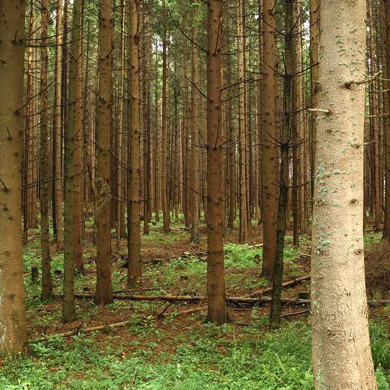 Gevers Leuven Hout | Holzvermittler in europäischem Nadelholz und Eiche